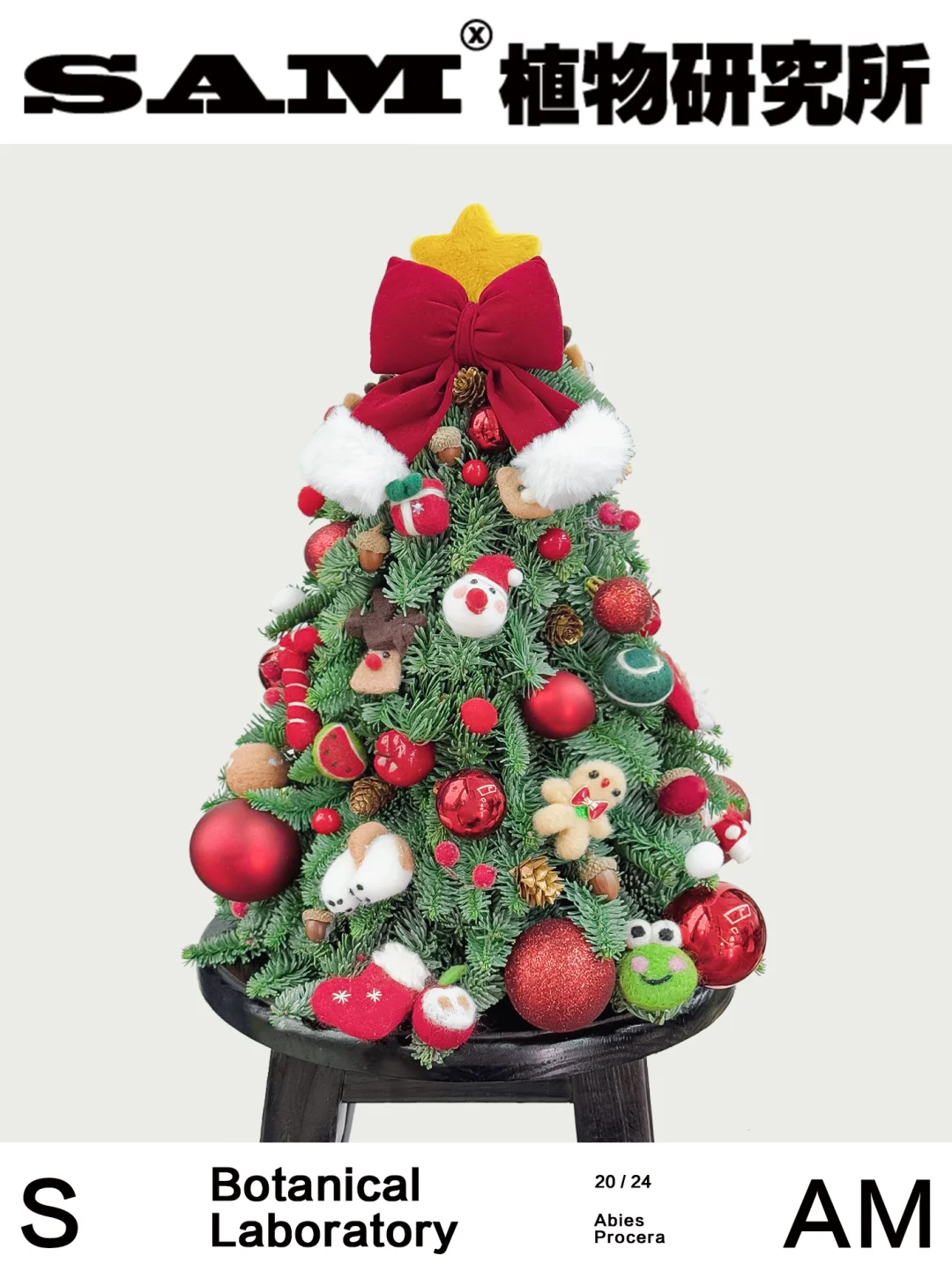 诺贝松圣诞树｜Abies Procera