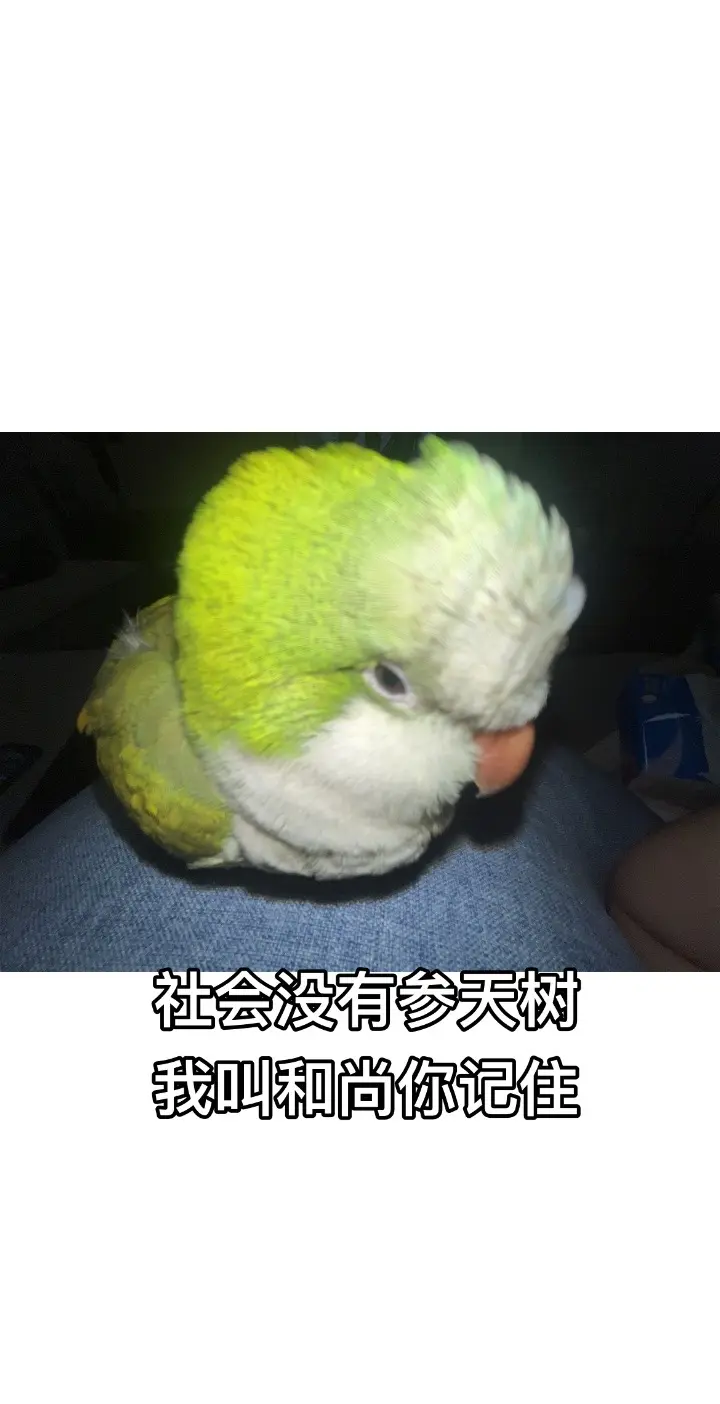 社会没有参天树 我叫宝宝你记住。