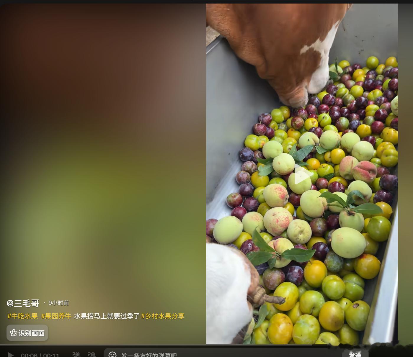 我们这头牛吃得比大部分外国人都好！[哈哈][哈哈][哈哈] ​​​