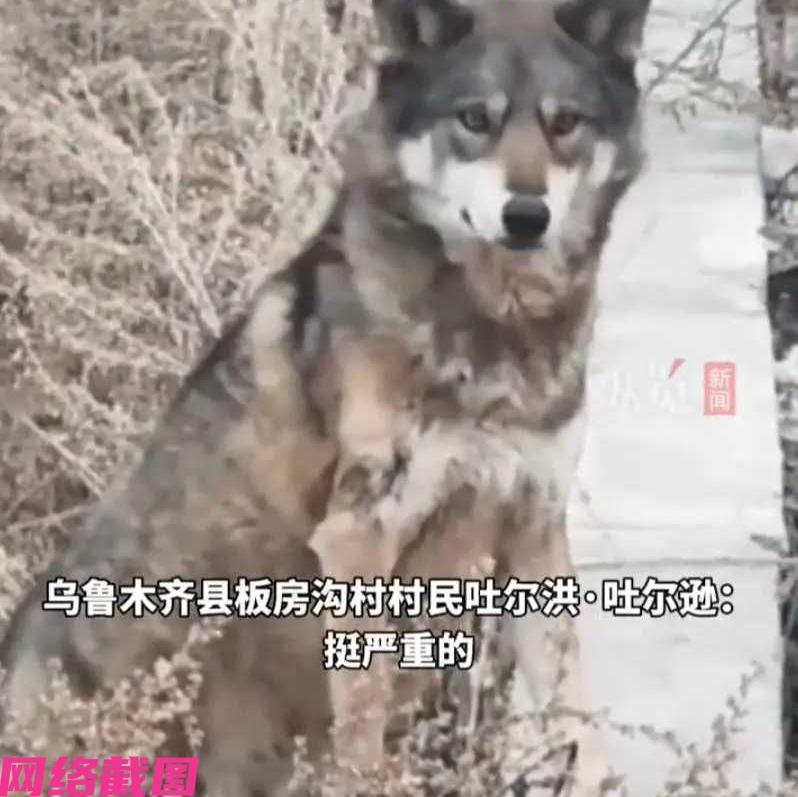 新疆乌鲁木齐有位大叔，某天见到一条已经被车撞伤的小狗狗，大叔没有多想后果，直接把