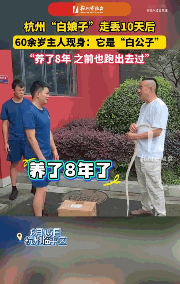 “白娘子”最新后续！杭州临平，一条一米多长的雪白宠物蛇，离家出走十天后，愣是被全