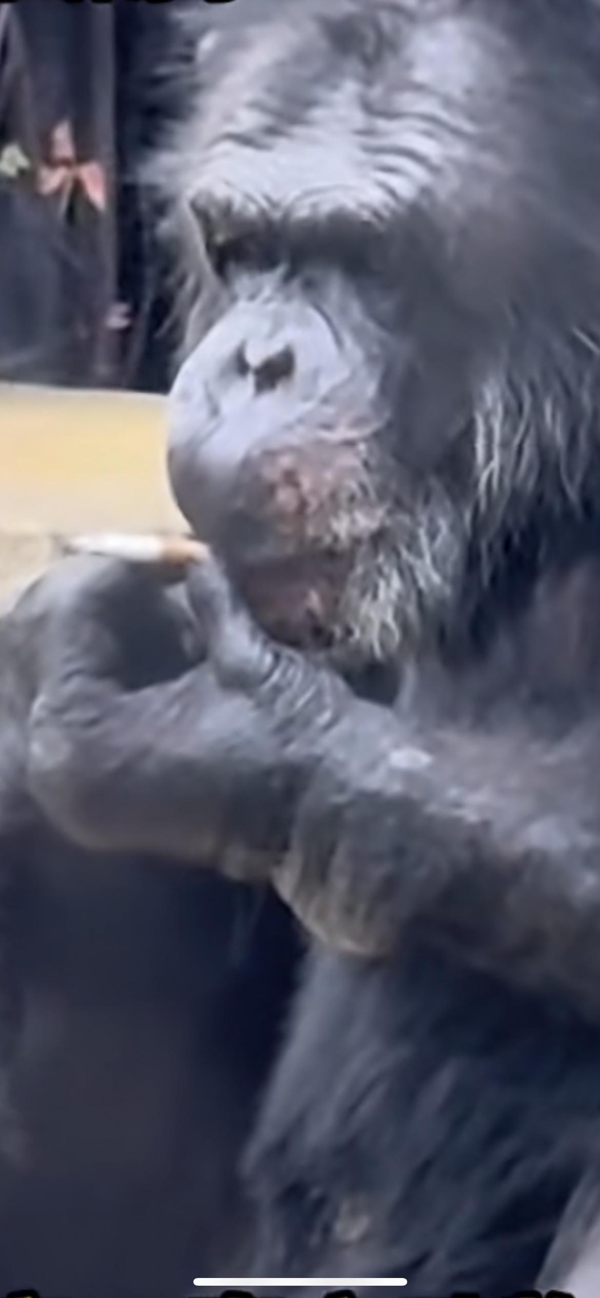 近日广西南宁动物园网红猩猩又被拍到抽烟，动作娴熟，动物园工作人员回应：从小在领养