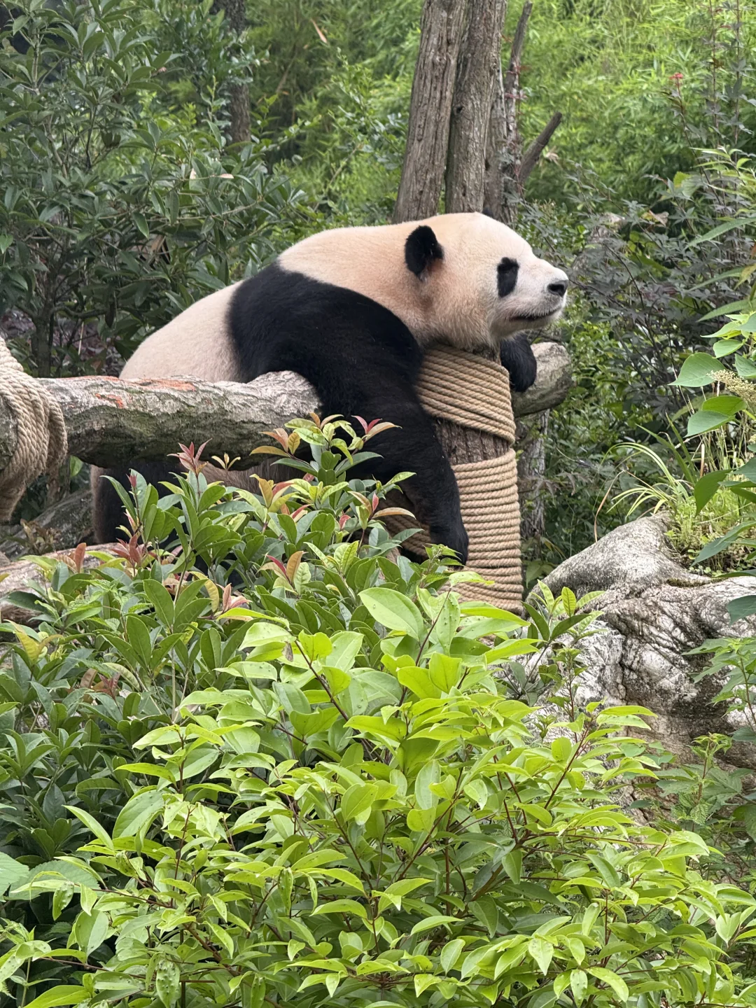 来熊猫谷看熊猫🐼