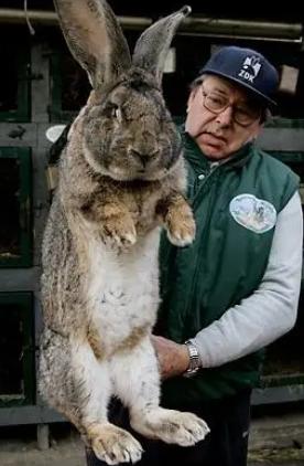 澳大利亚野兔成灾，有100多亿只，体重百斤却无人食用，当地人给出答案：不敢吃。