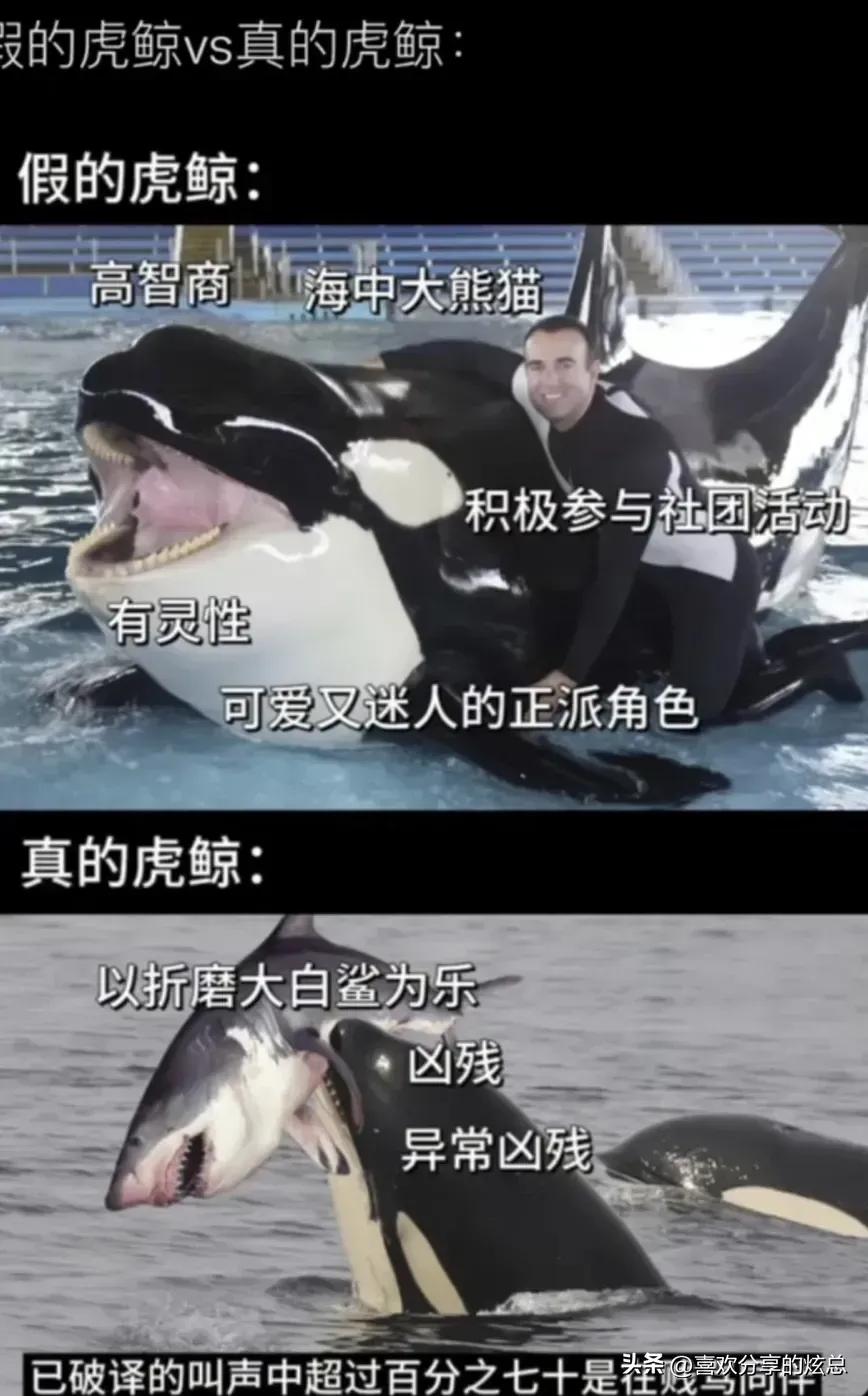 虎鲸喜欢折磨大白鲨，座头鲸喜欢爆锤虎鲸
哈哈哈，还真是有意思