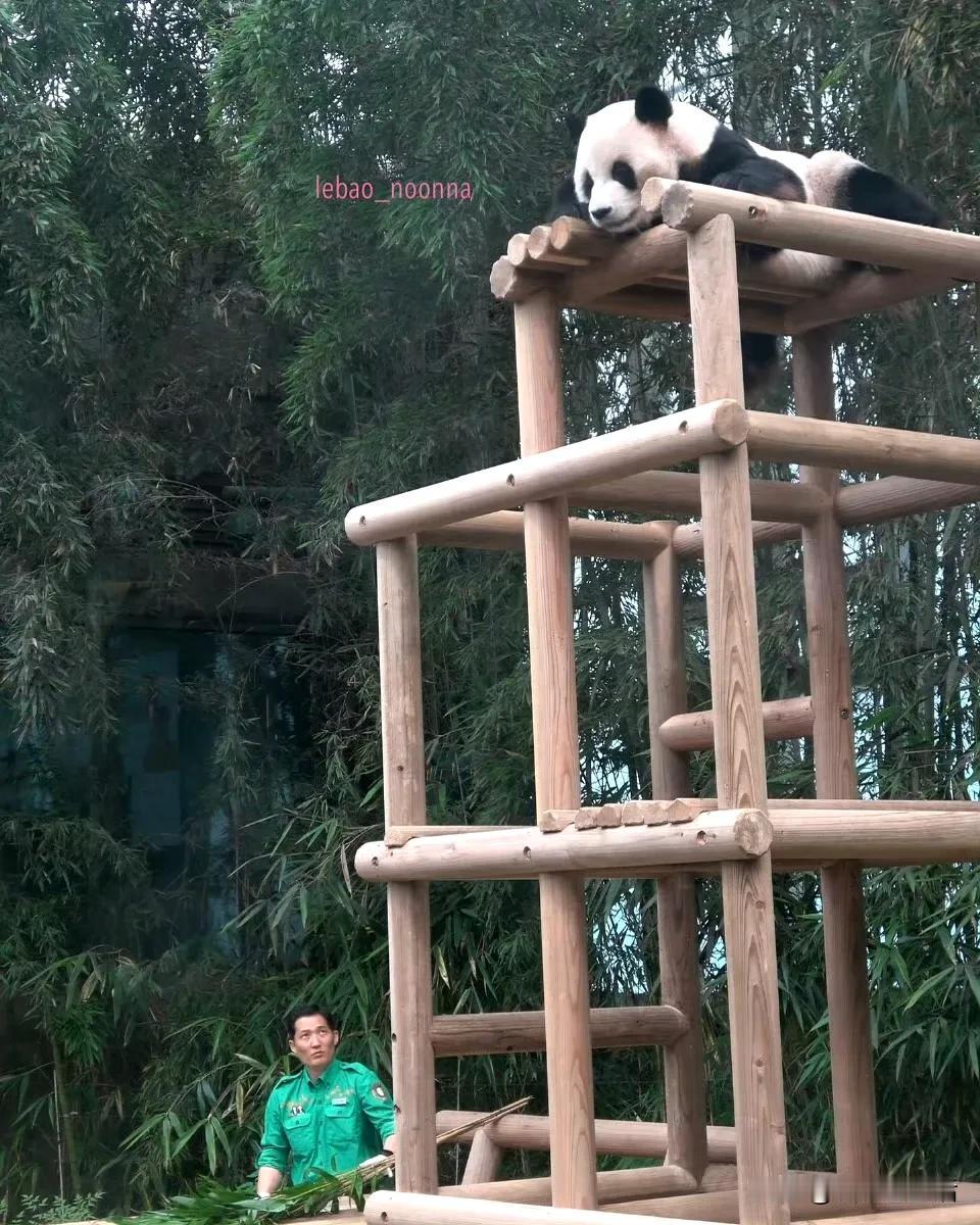 园欣这是和猫架子焊在一起了，至今为止都没有想过要下来吗？

自从有了这个猫架子，