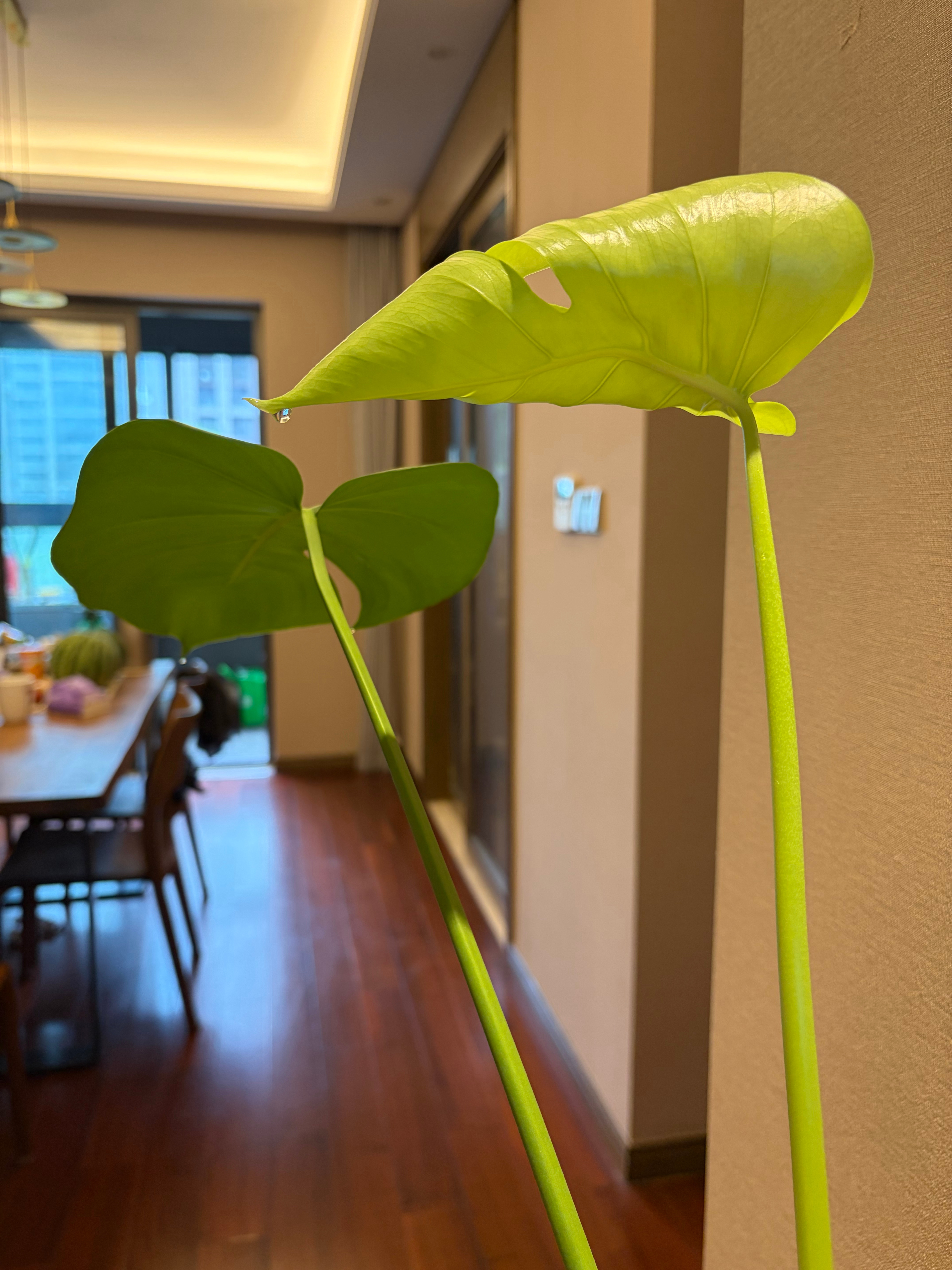 这是梅雨季的馈赠嘛？龟背竹变滴水观音了。 
