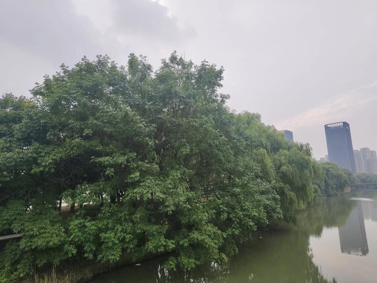 
树大招风，微风之下树影婆娑！
河水清澈，倒映岸边无限风姿！