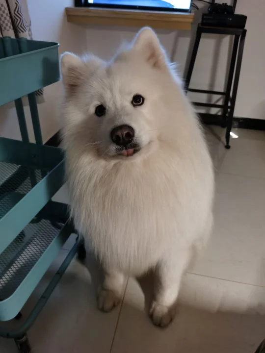 小斗证明，生气真的会变老！