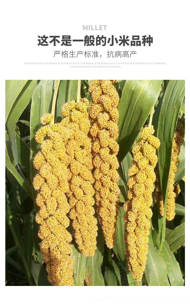 粟米：每日一味中药#每天一味中草药##论道岐黄##国医的精诚力量##中医式生活#