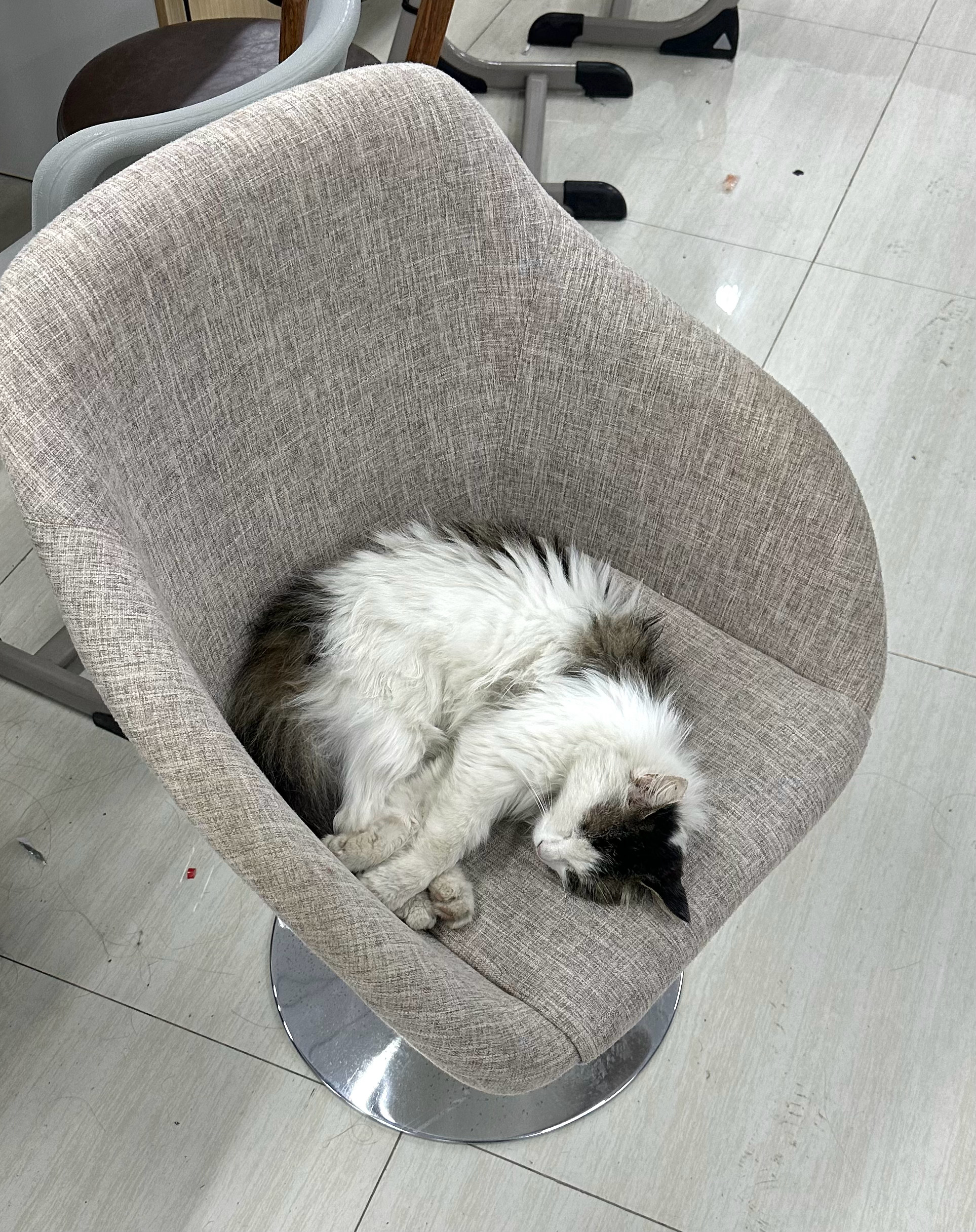 这个小猫好会享受 自己在凳子上睡了😴 