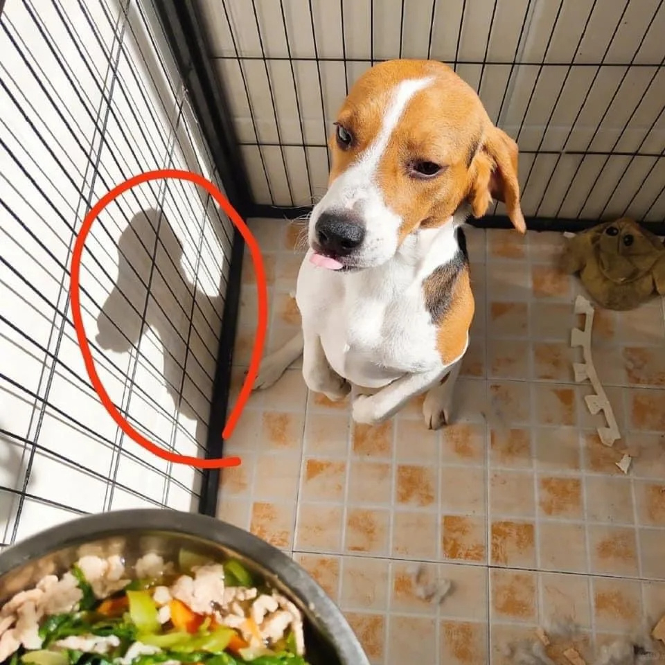 原来史努比的原型真的是比格犬 ​​​