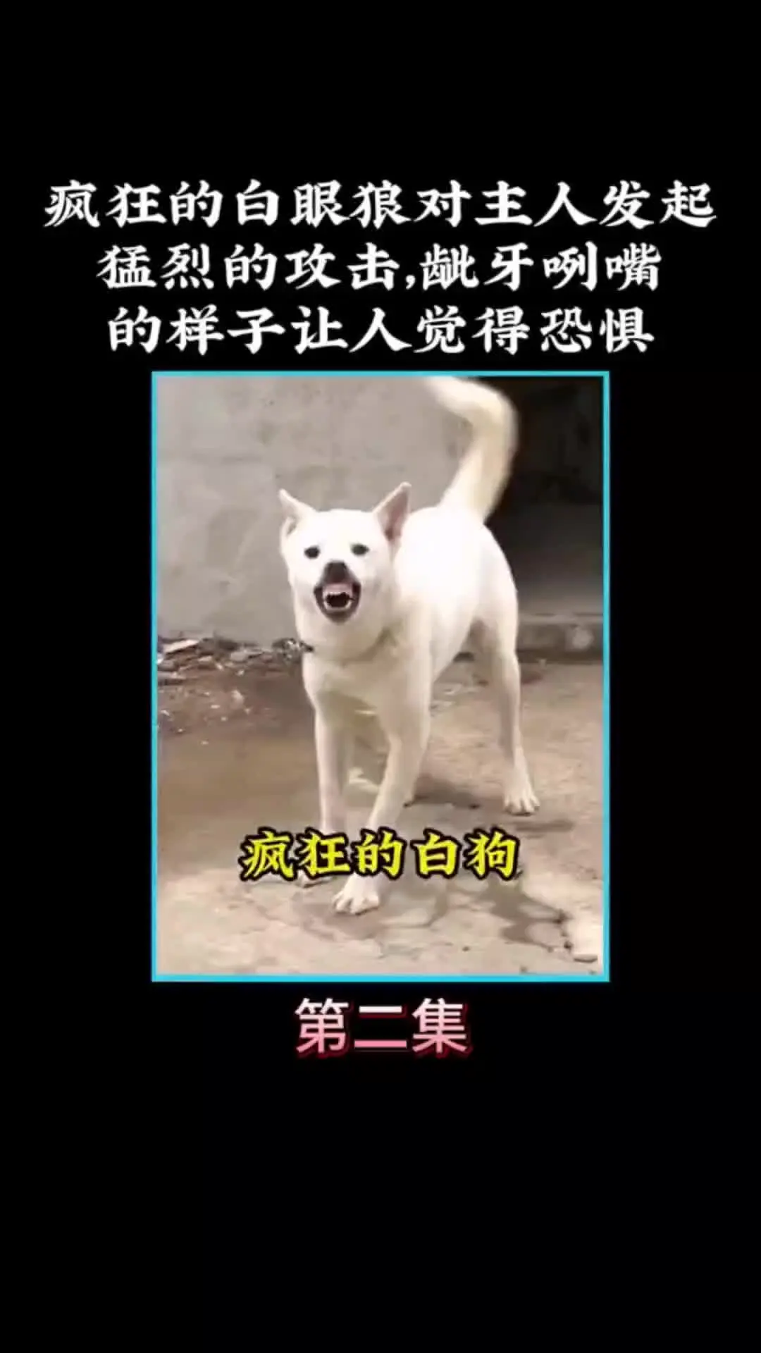 我的观影报告 内容启发搜索 动物的迷惑行为
