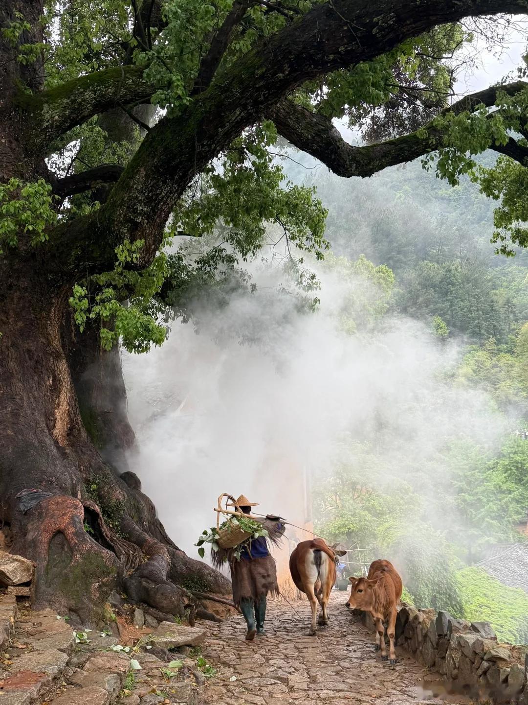 浙江丽水景宁畲族自治县，藏着陶渊明笔下桃花源的模样，被誉为江南最后的秘境～没有城