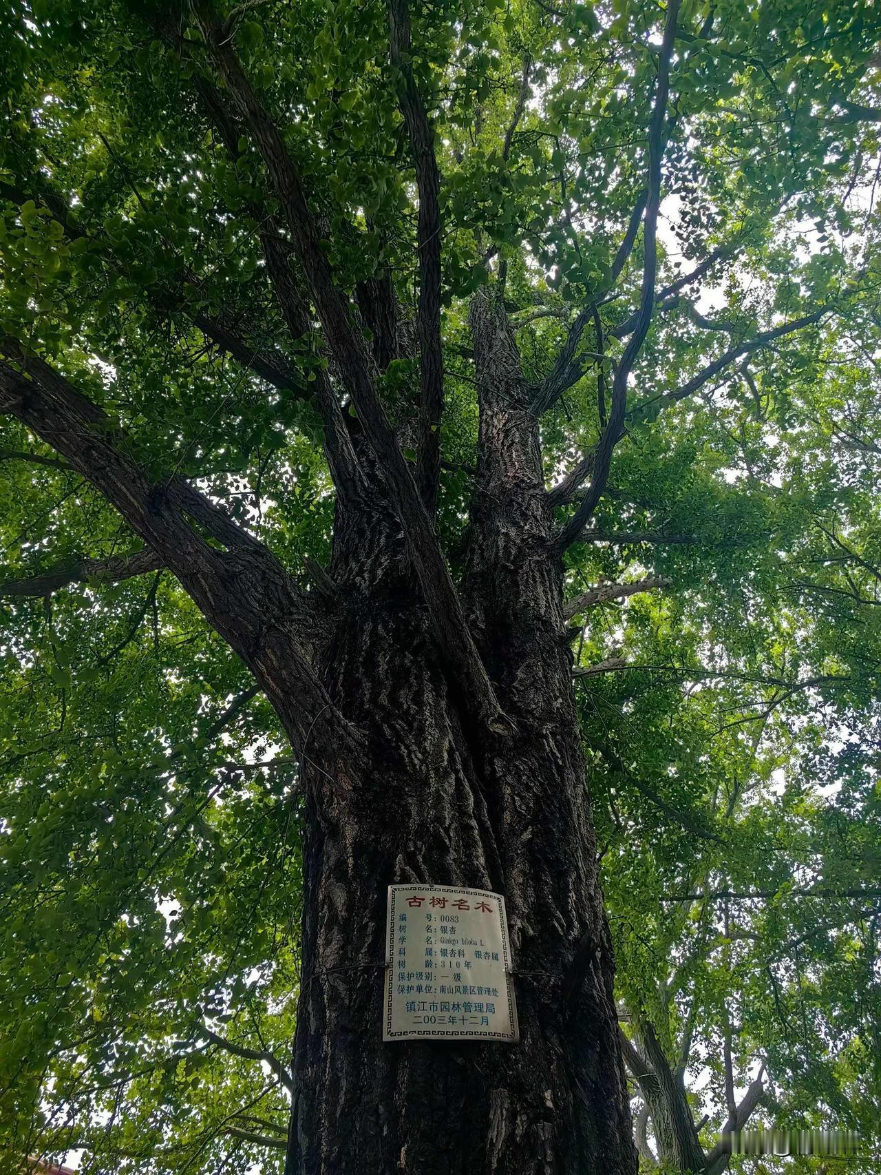 310岁银杏教我的事，成长，不必笔直

在镇江南山风景区，藏着一棵活了310年的