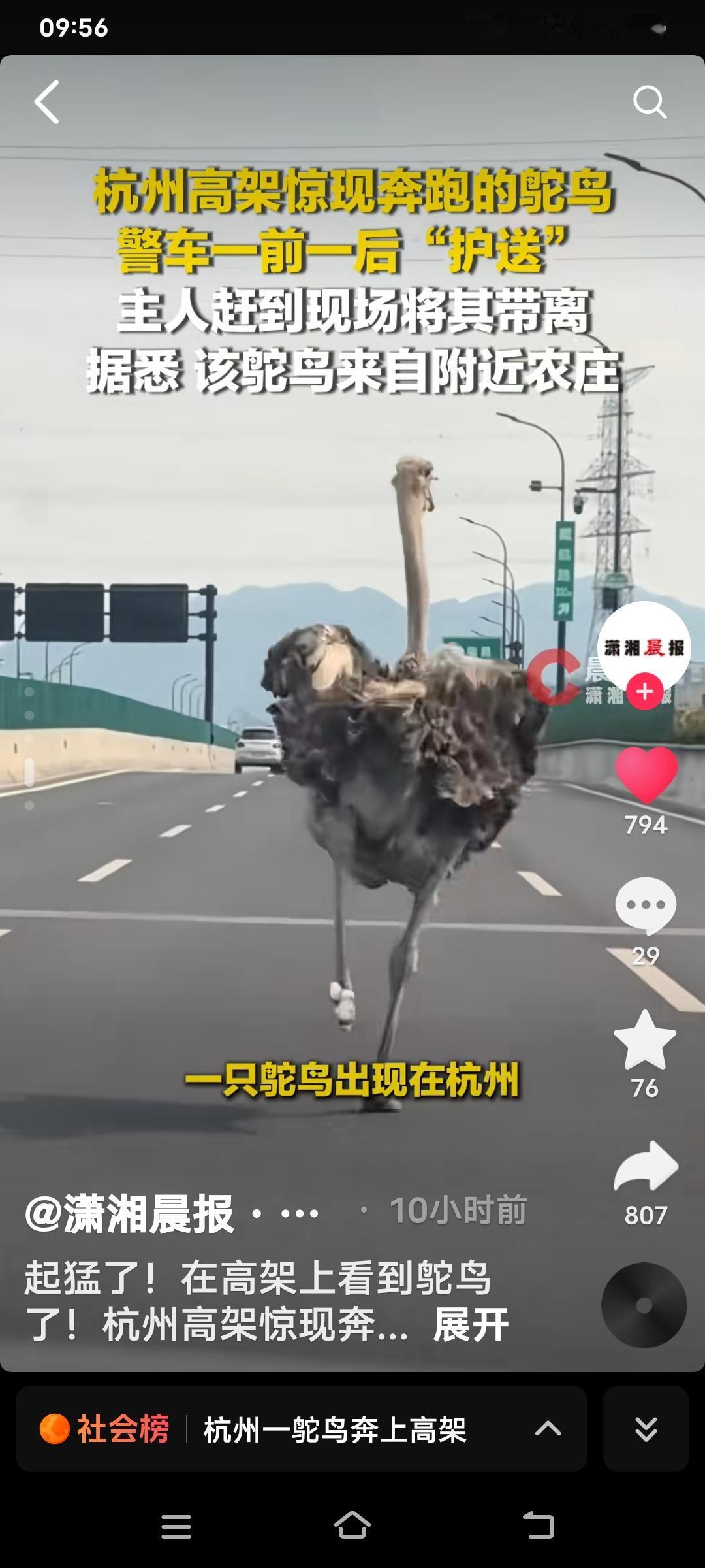 5月10日下午2点半前后，杭州时代高架春永线附近发生了一件新鲜事！一只约1米8高