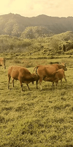 可怜的牛妈妈被大儿子和小儿子抢着吸奶，这分母爱让人动容。
牛妈妈隔年产崽，新生牛