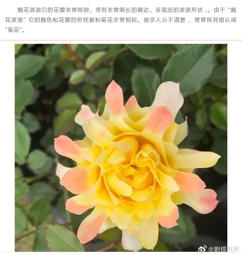 傻傻分不清是月季还是菊花月季cos完烟花又cos菊花区分“烟花波浪”的诀窍从来不