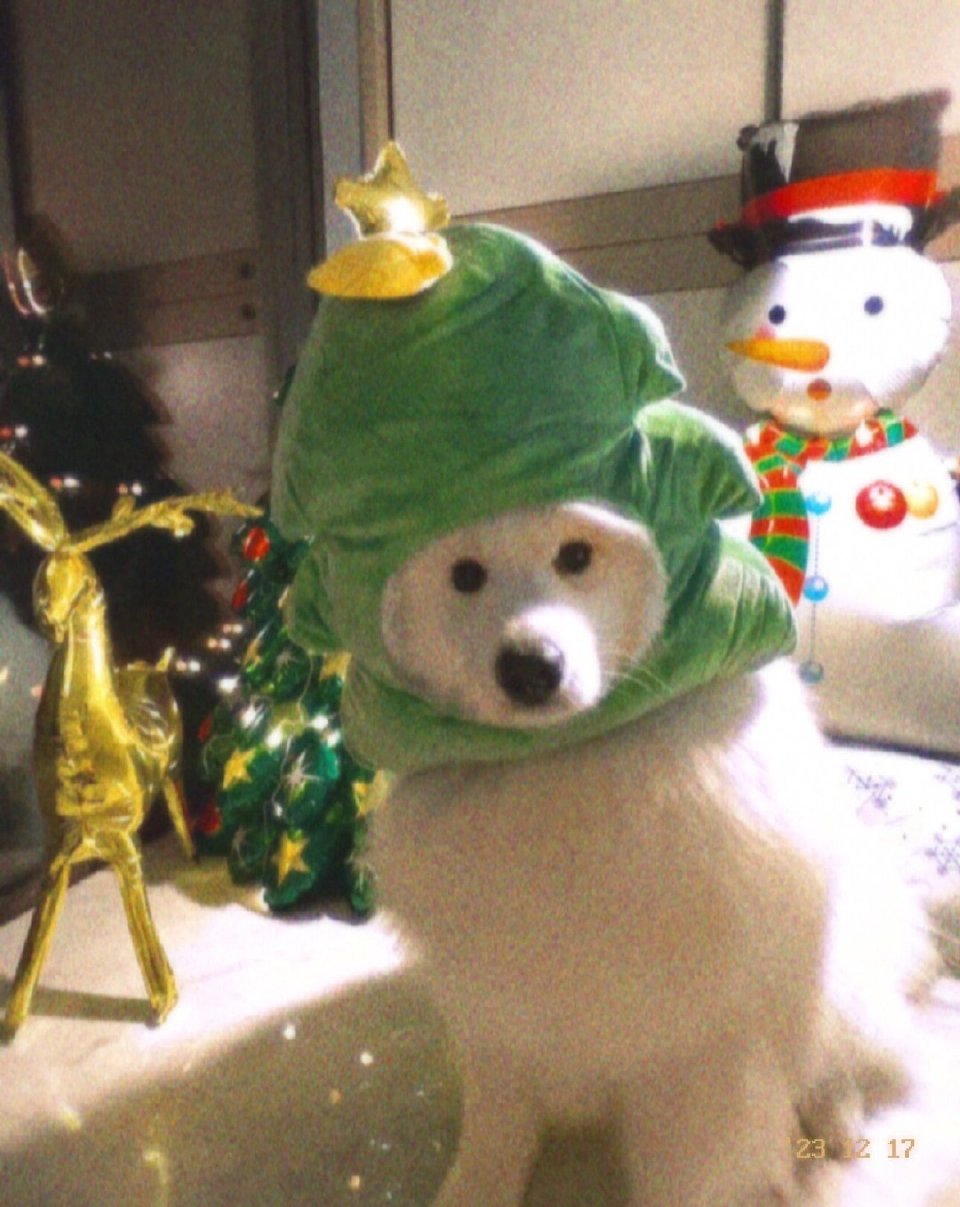 萨摩耶：第一次当圣诞树，请问可以微笑吗？ 