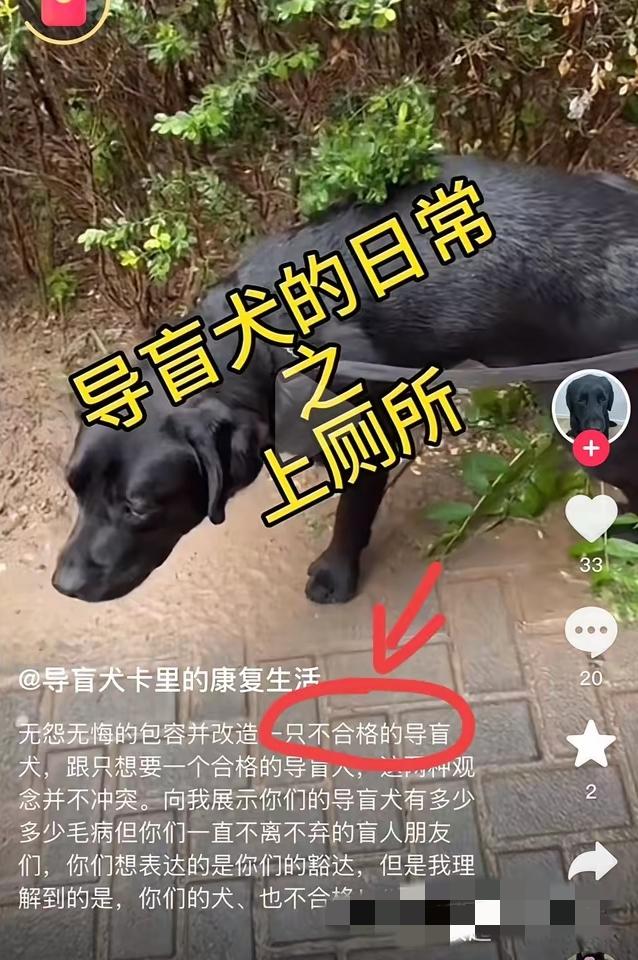 先不说导盲犬芬迪，那只黑色导盲犬卡里的遭遇，更让人火大！

看它主人的抖音，从2