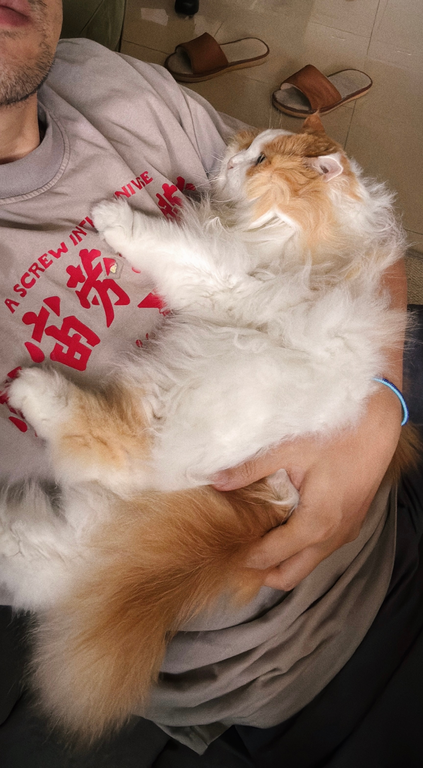 小猫也会做噩梦，醒来就大喊大叫，要人来抱一会儿。 