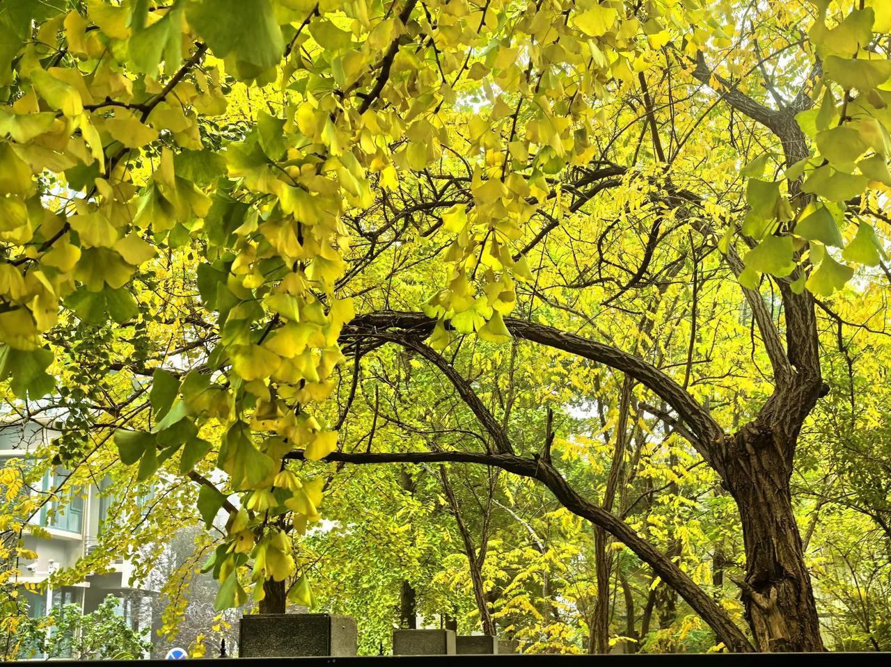 秋风起，黄叶舞，静观房前花#冬天黄叶落一地# 开花落。