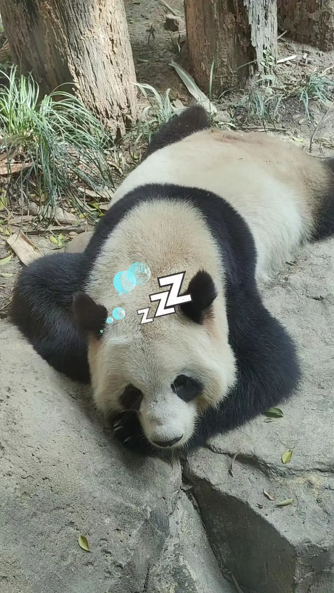 上班摸鱼的悦悦😄