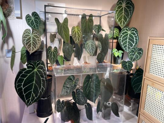 【赠送】北京送一个热植闷养箱