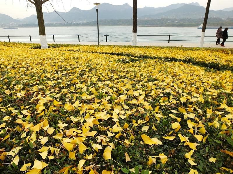 前几天出门，被路上的冬日街景狠狠美到。就像铜梁城区凤平路那样，鹅掌楸换上了金黄的