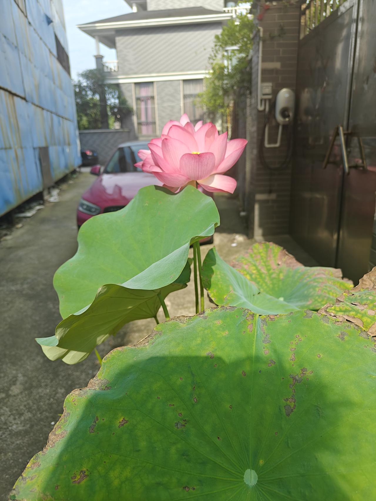 通过这件事，我才知我这不是愚孝是傻。

我家姊妹四个，大哥在农村日子过的艰难，二