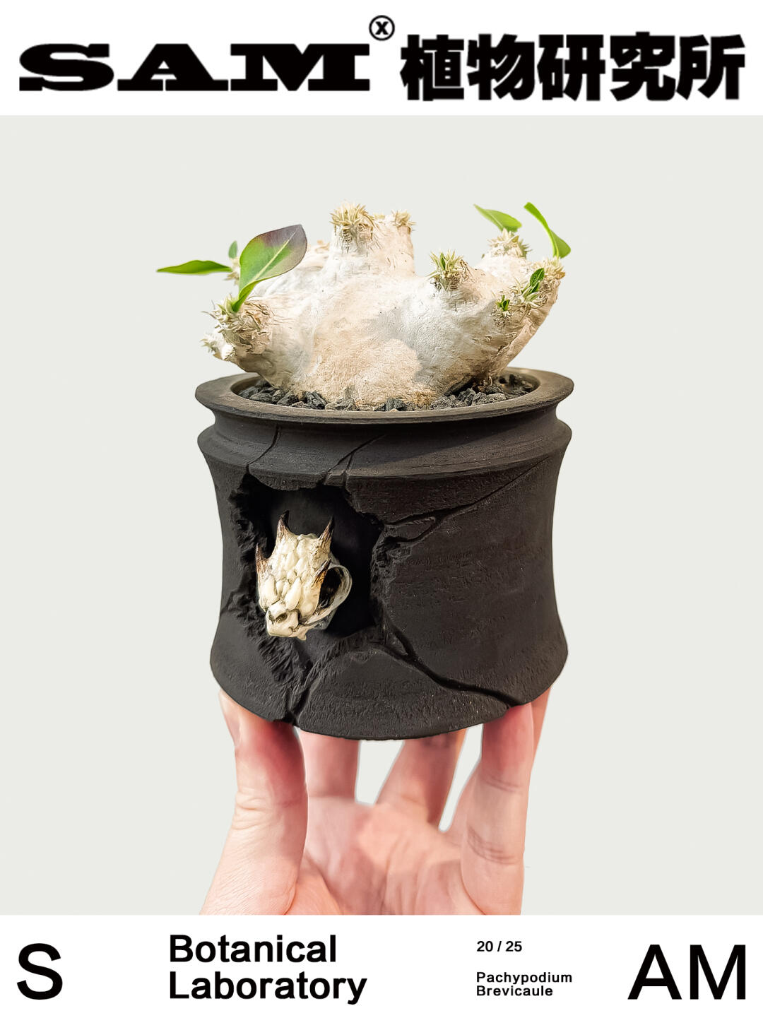 惠比须笑｜Pachypodium Brevicaule