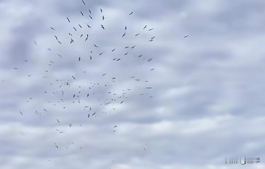 宜宾合江门惊现“海鸥龙卷风”，这波秋冬限定浪漫，我先冲了！
 


谁懂啊！宜宾