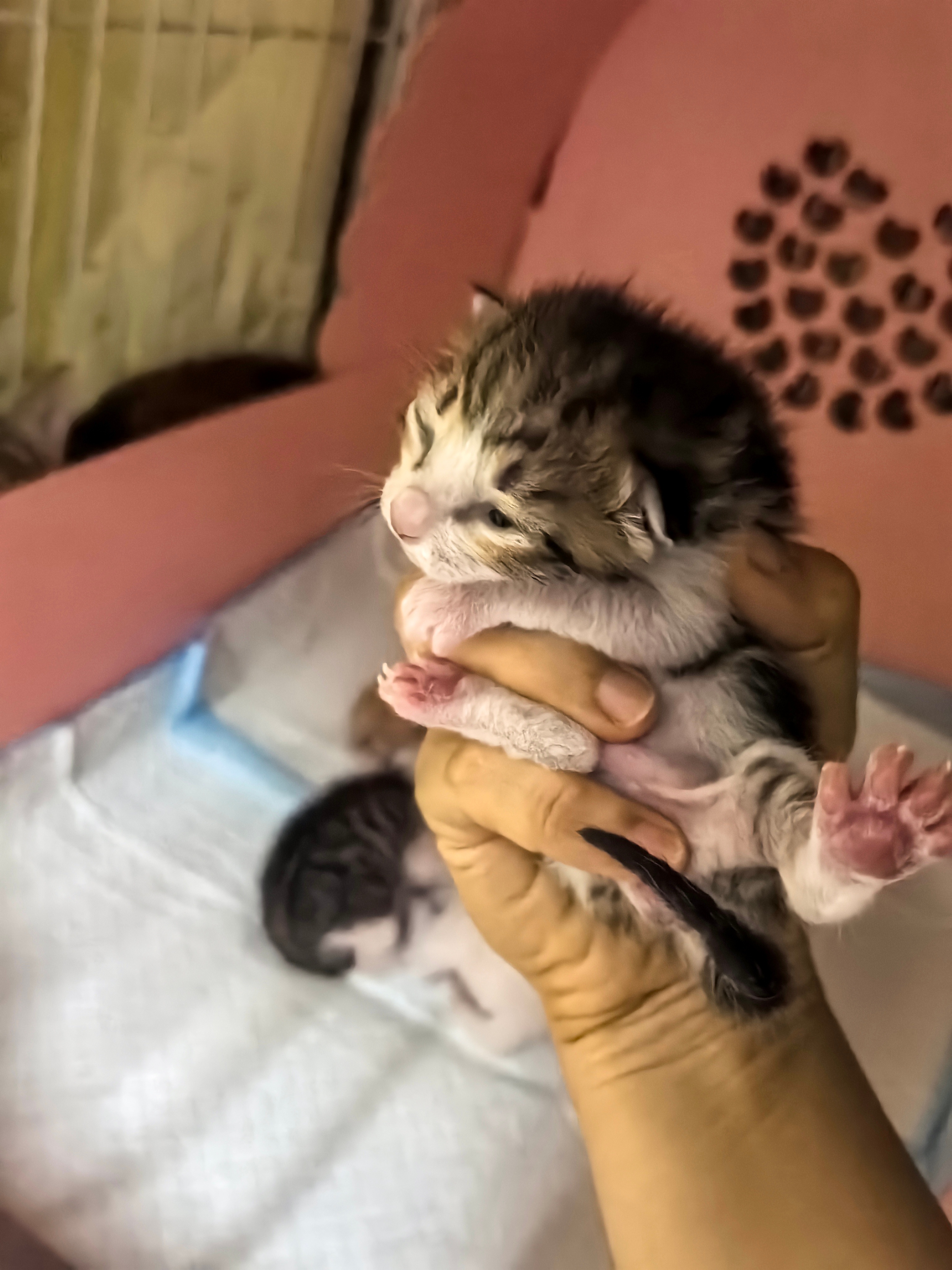 是不是世界上最萌的宝宝！？猫咪 深圳