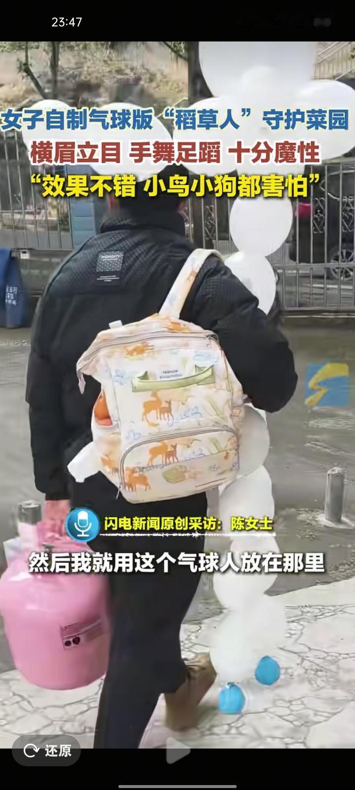 1月14日，宜宾市长宁县。陈女士家里种了一块菜地，自制气球版“稻草人”守护菜园。