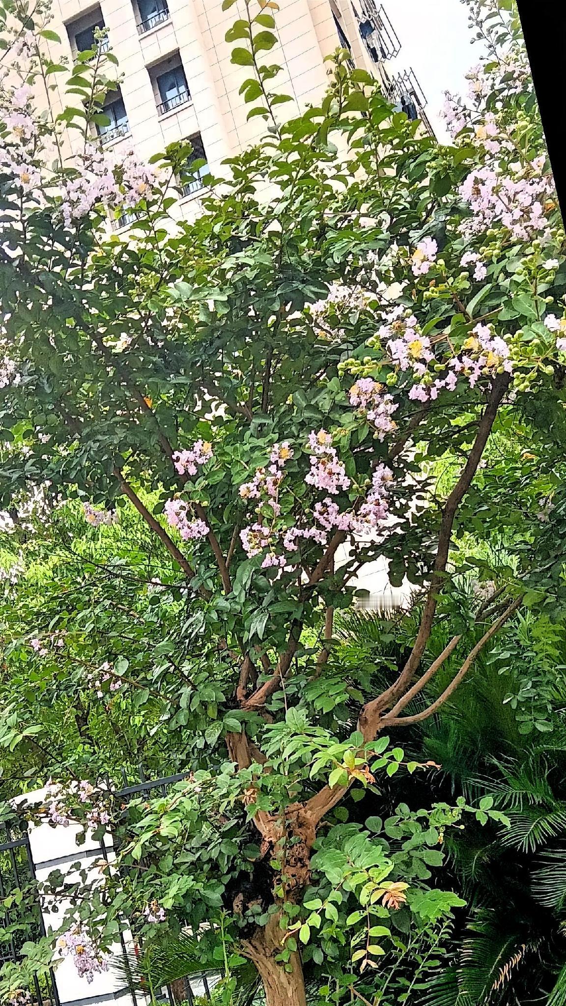 ，什么花都行