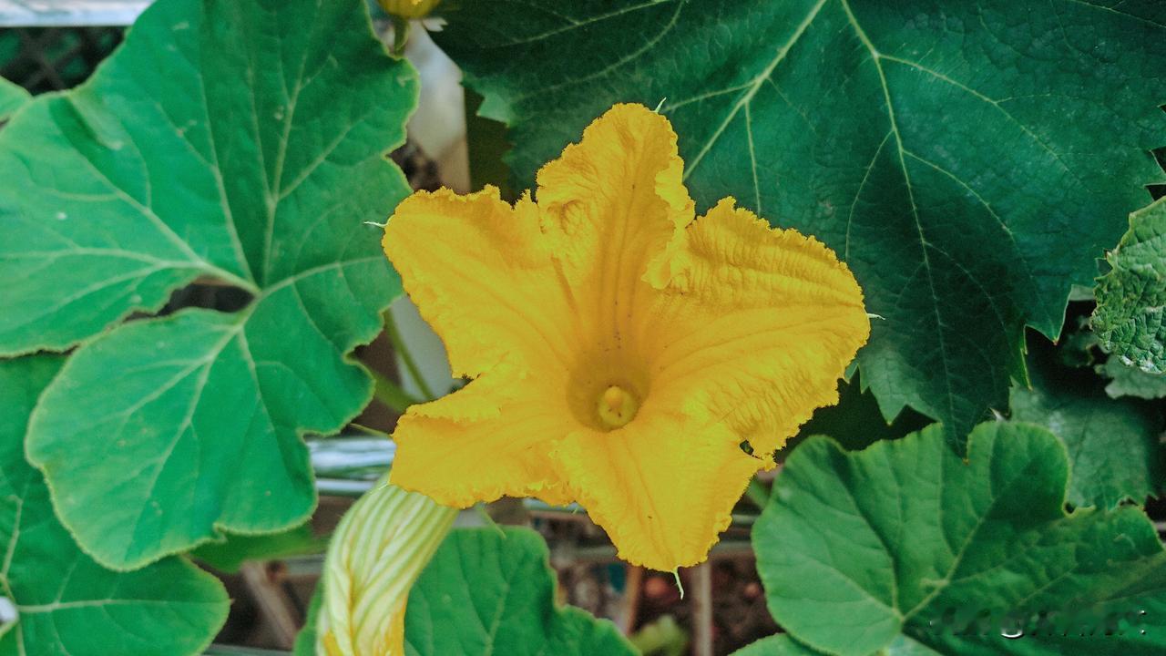 《七律·咏南瓜花》
一藤引蔓过邻墙，五月花开满架香。
色借黄金初铸就，形如凤尾欲