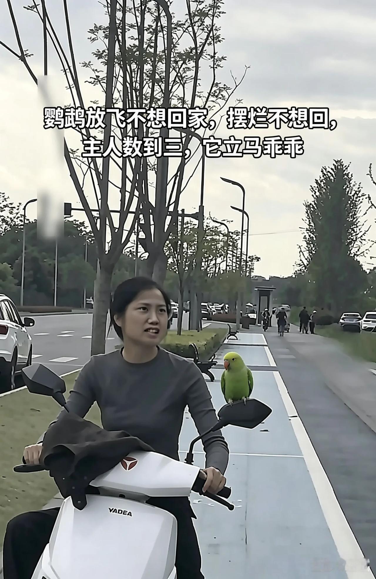鹦鹉放飞摆烂不回家，主人喊了啥让它立刻认怂？
谁能料到，聪明傲娇的鹦鹉，天不怕地