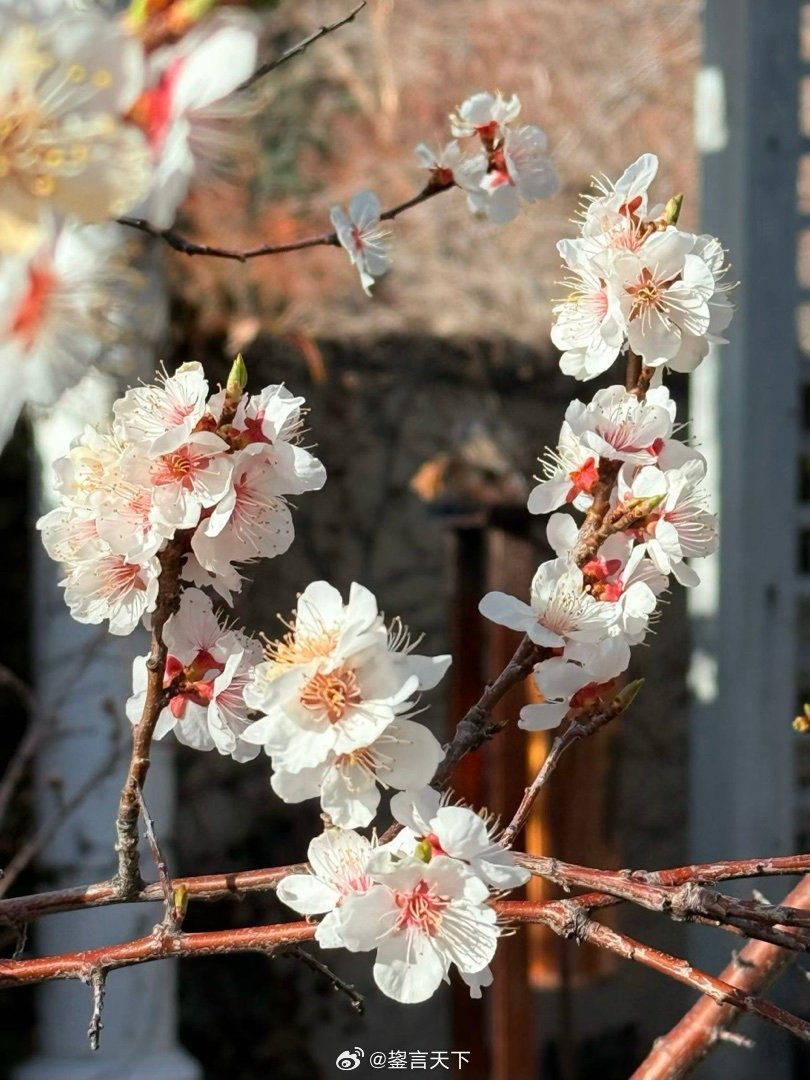女儿家的花和小松鼠 乖妈摄影 