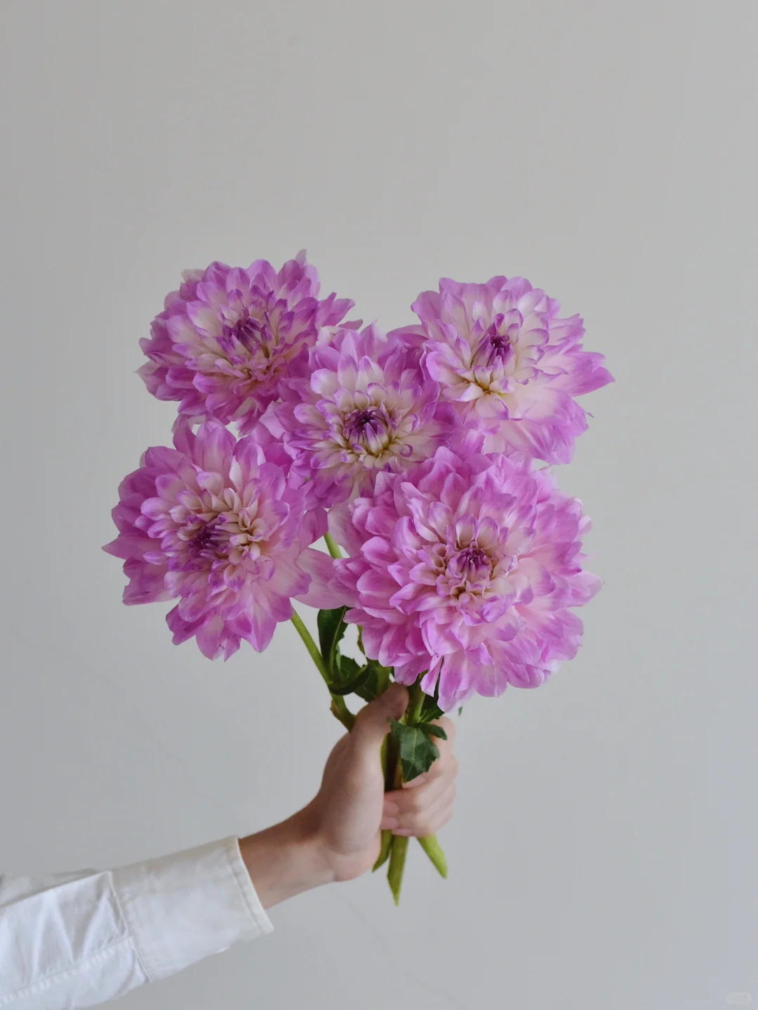 大丽花·粉色衬裙