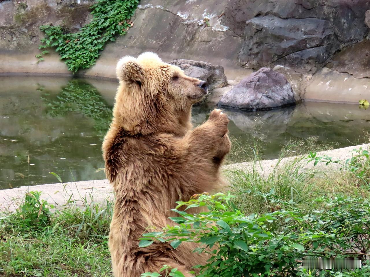 老少爷们，扔点心
宁波动物园