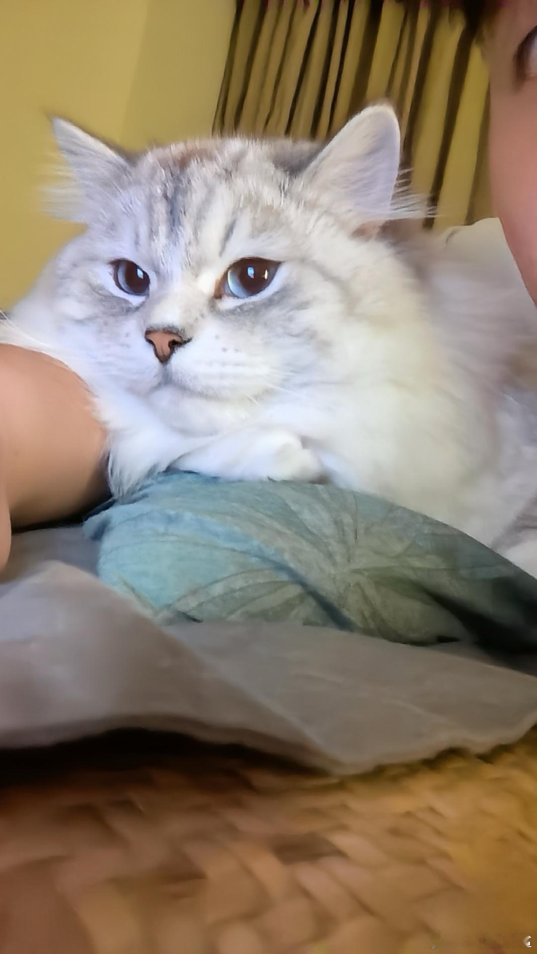 涅涅小宝又陪屁桃睡觉了 非常黏人的小猫 夺走了屁桃对屁屁的一部分宠爱 