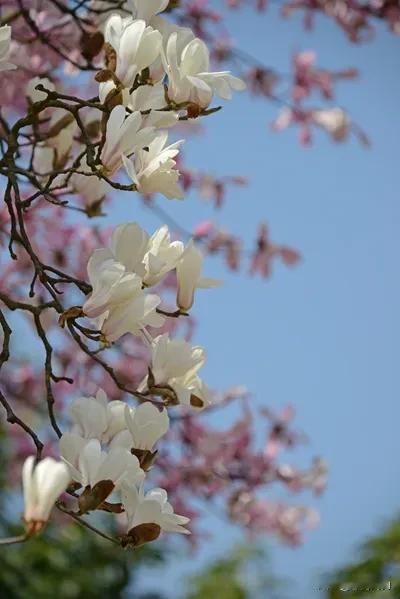 生活的意义在于经历，无论春夏秋冬，都是生命的一部分。每一个冬天，都是一次体验。欣