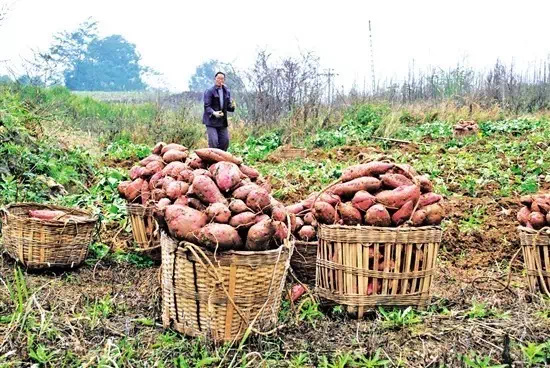 总要来趟江苏吧 【秋天的快乐，藏在泥土里】秋假去哪里？奔赴热闹田野课堂！ 翻开泥