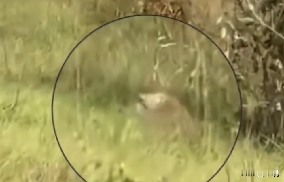 美国实验室猴子运输途中逃脱 ，警方称具攻击性、并携带病毒，涉事大学紧急澄清无传染