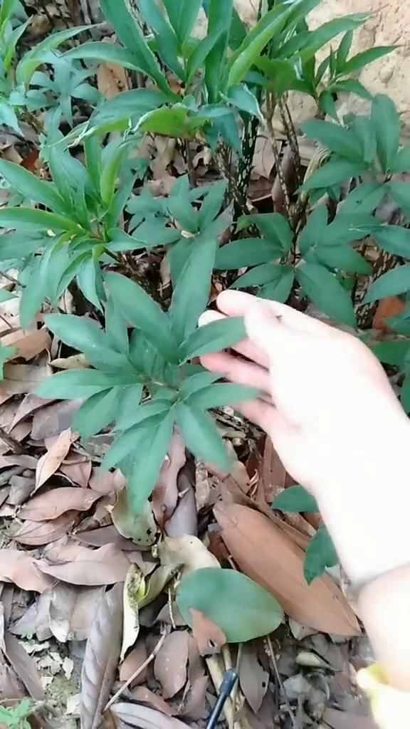 看这种植物是什么？这种是它的叶子。
这个植物见得不是很多，大家如果见着一定要把它