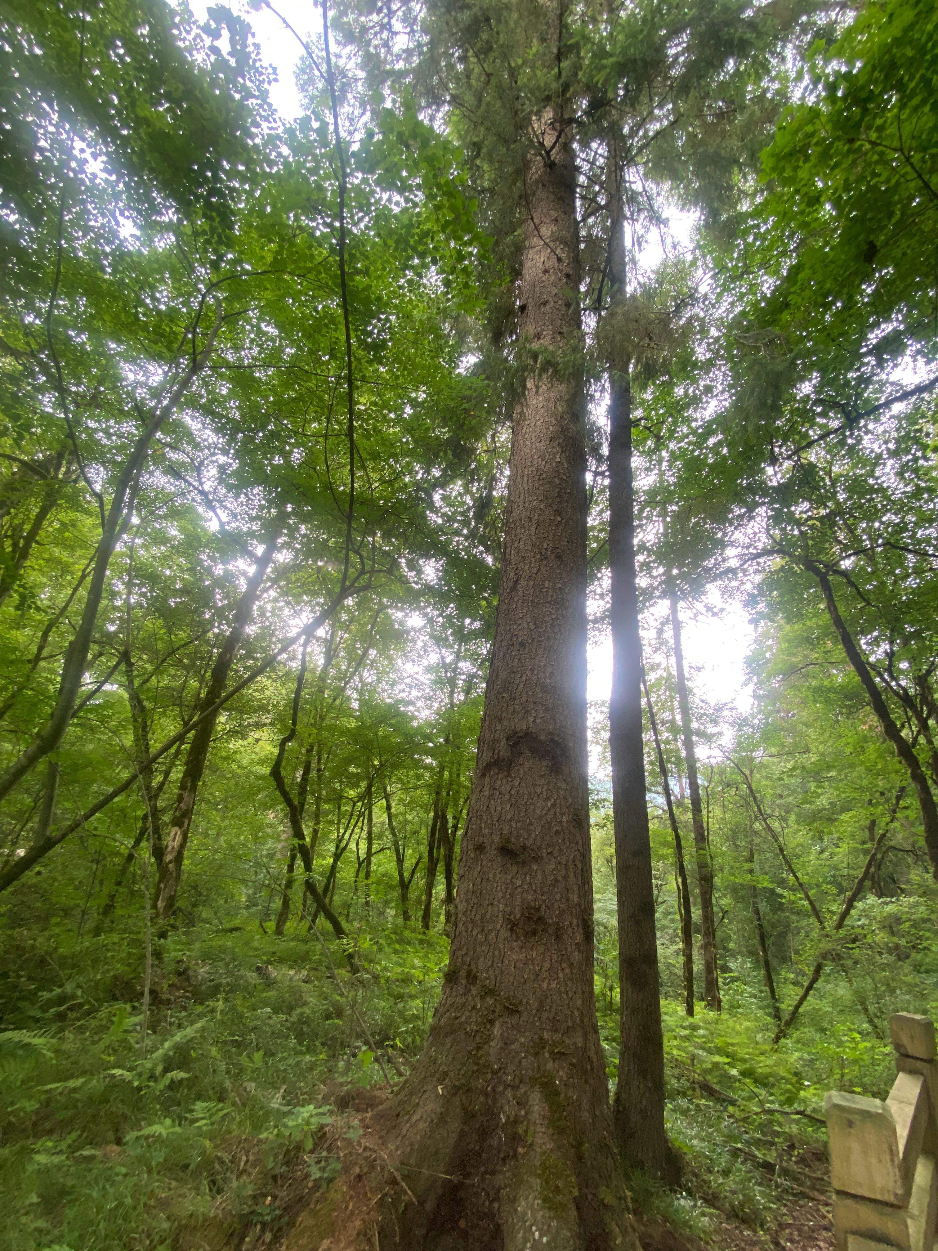写在2026前夕一棵树要经历多少次风多少次绿了树梢又飘落枝头一个人要经历多少悲与
