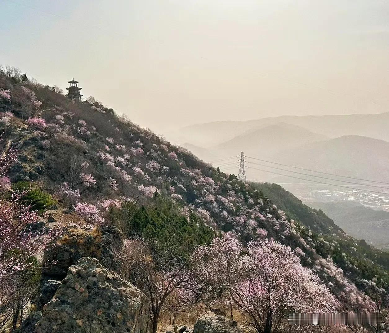 漫山遍野的桃花呀。让人看到非常的震撼。北京的春天就是这么美。你一定要把握短暂的美