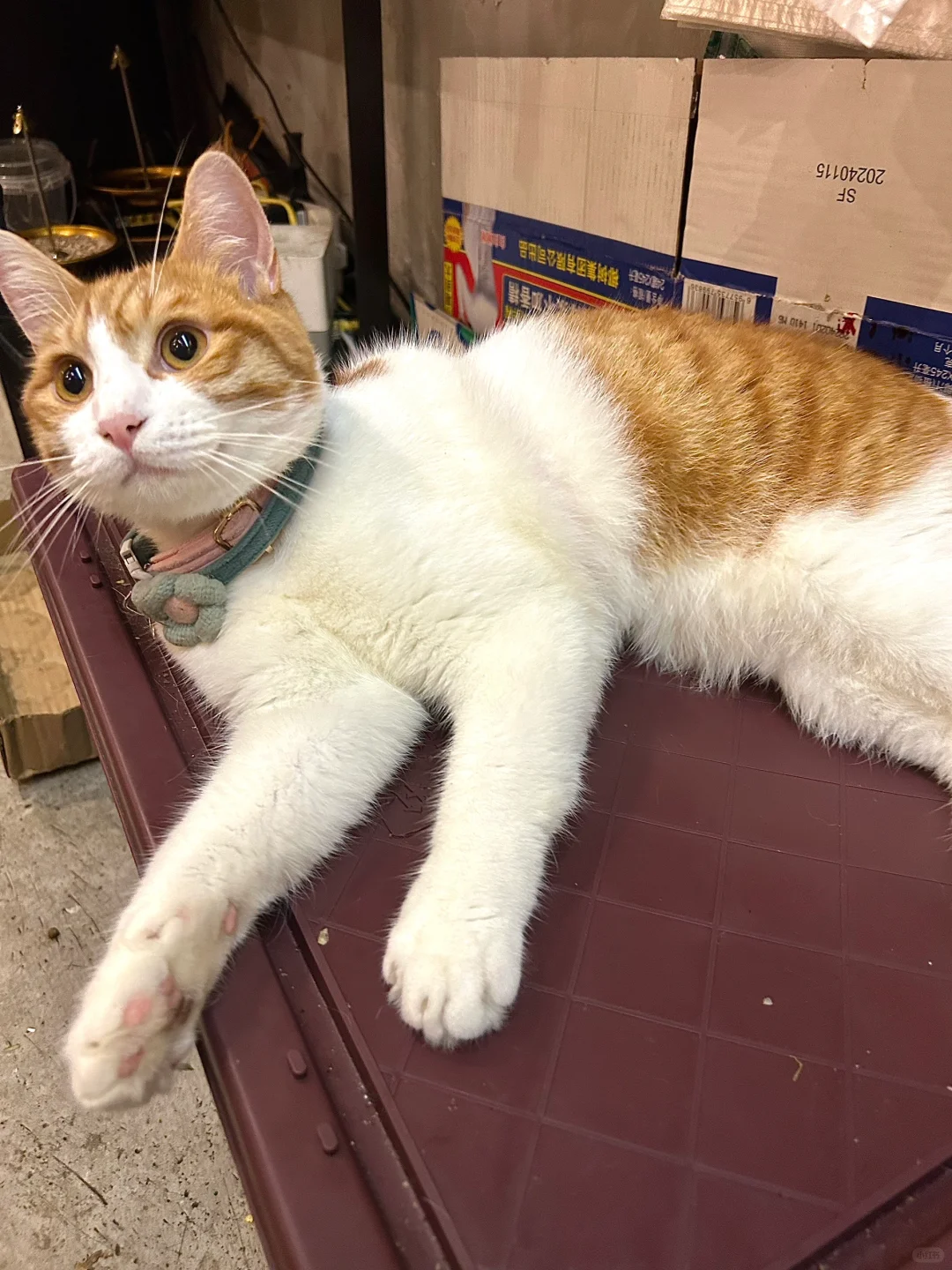 靠本地人指路才找得到的居民楼火锅❓我不信