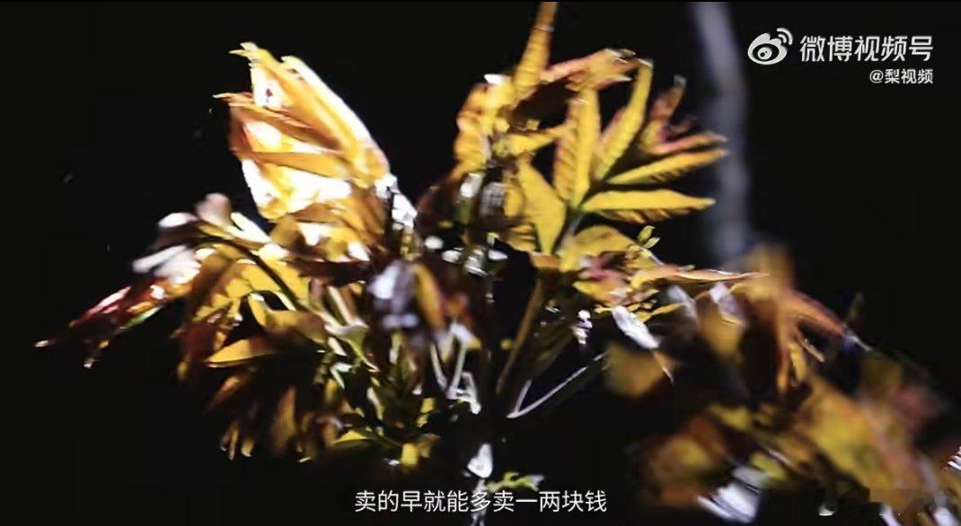 头茬香椿收购价比肩五花肉都说春吃香椿正当时，今年头茬香椿身价格外可观，越来越多大