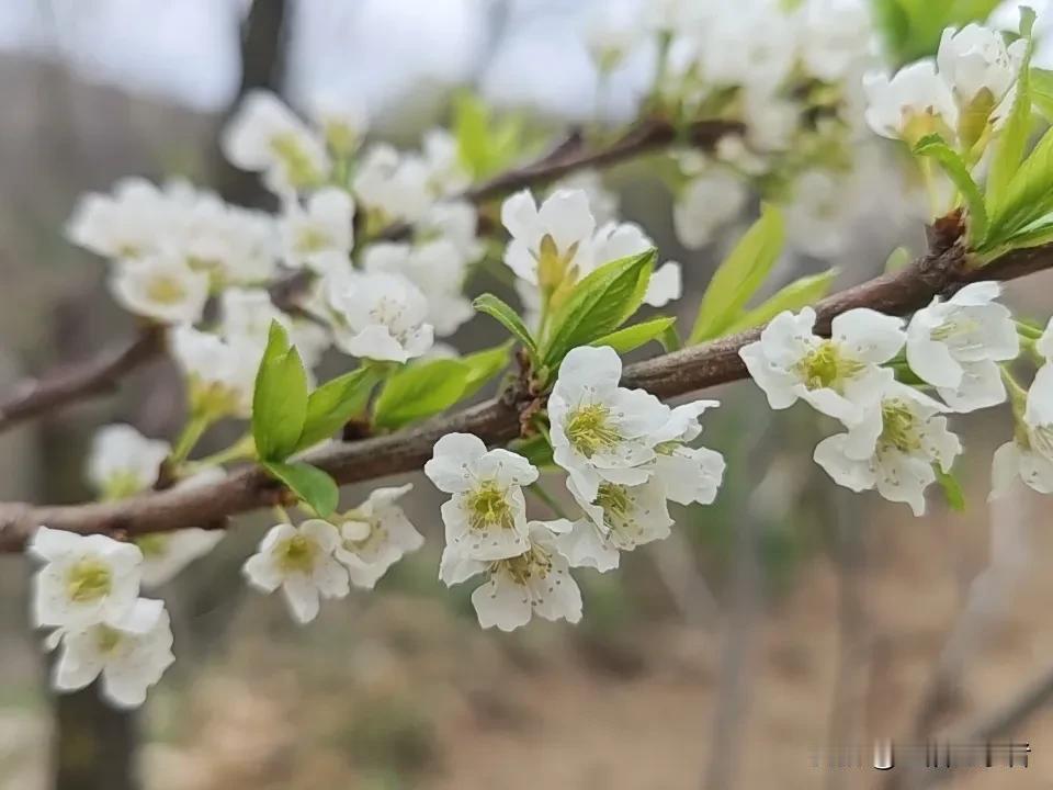今日赏花，随手拍。